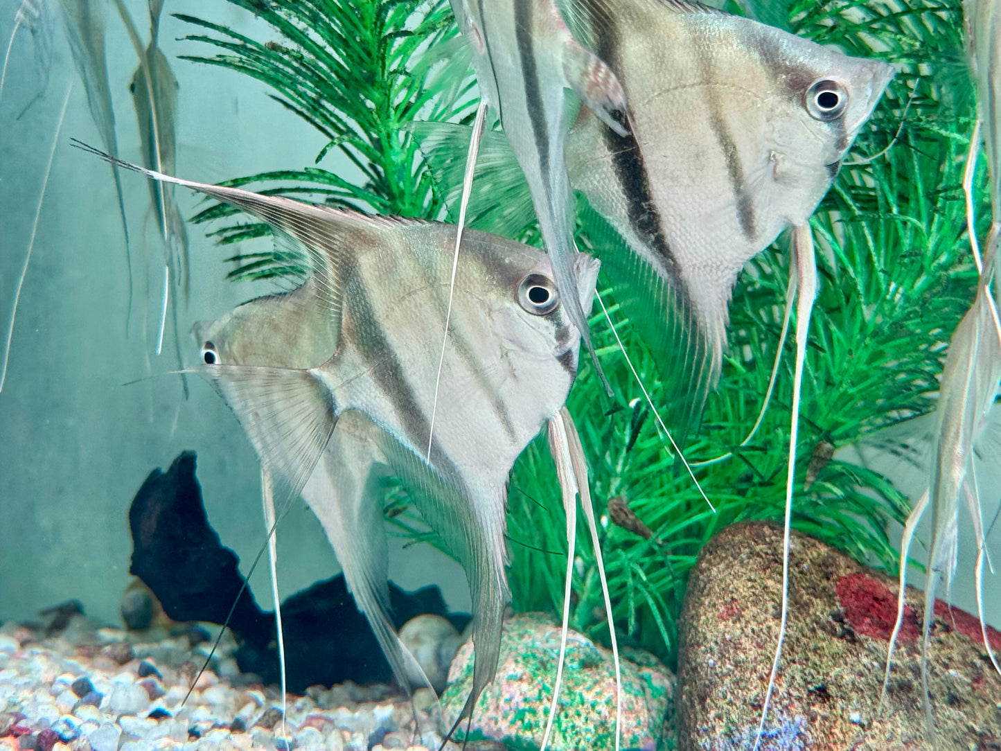 Manacapuru Rotrücken Skalar Pterophyllum spec. L-XL
