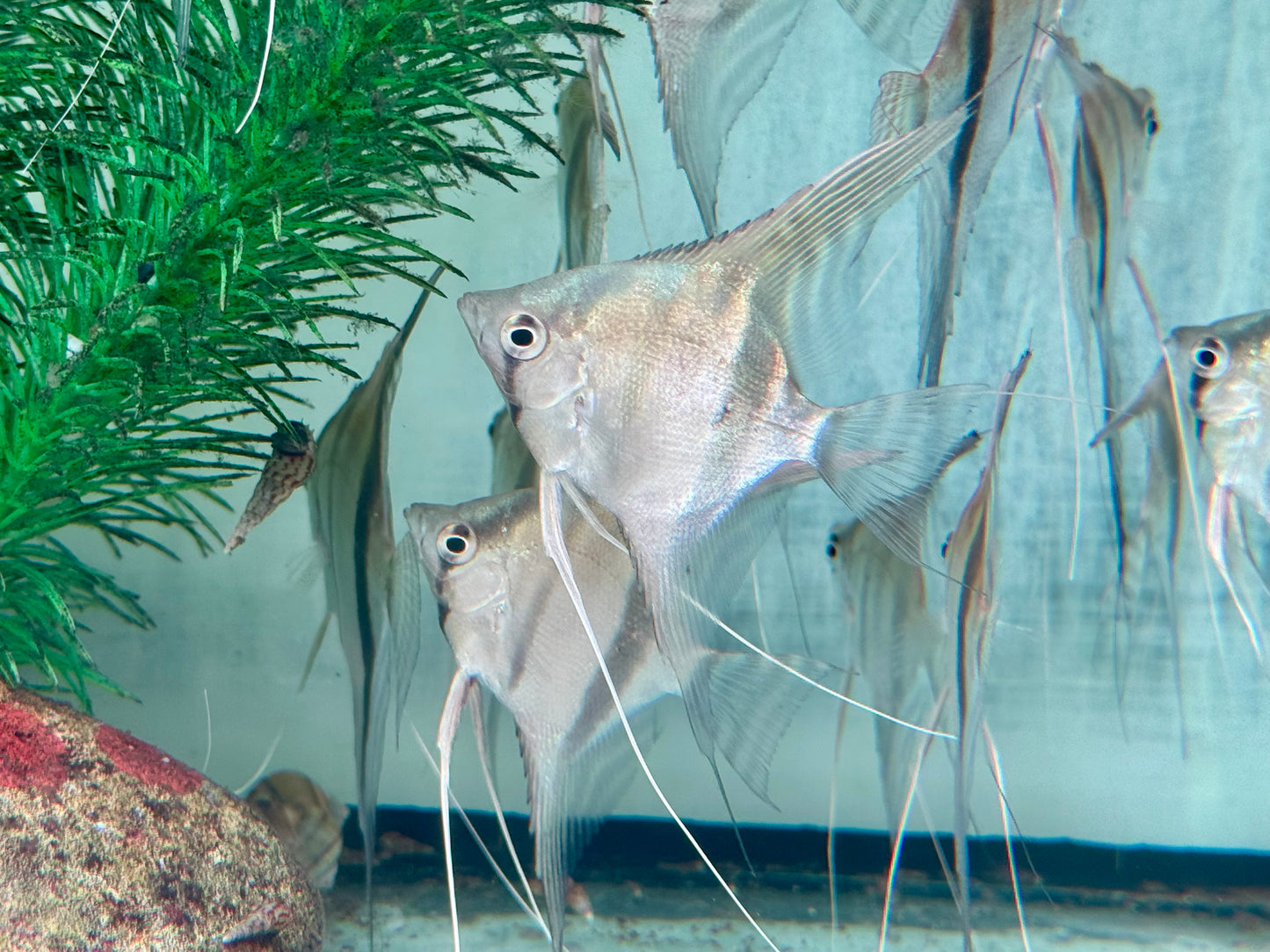 Manacapuru Rotrücken Skalar Pterophyllum spec. L-XL