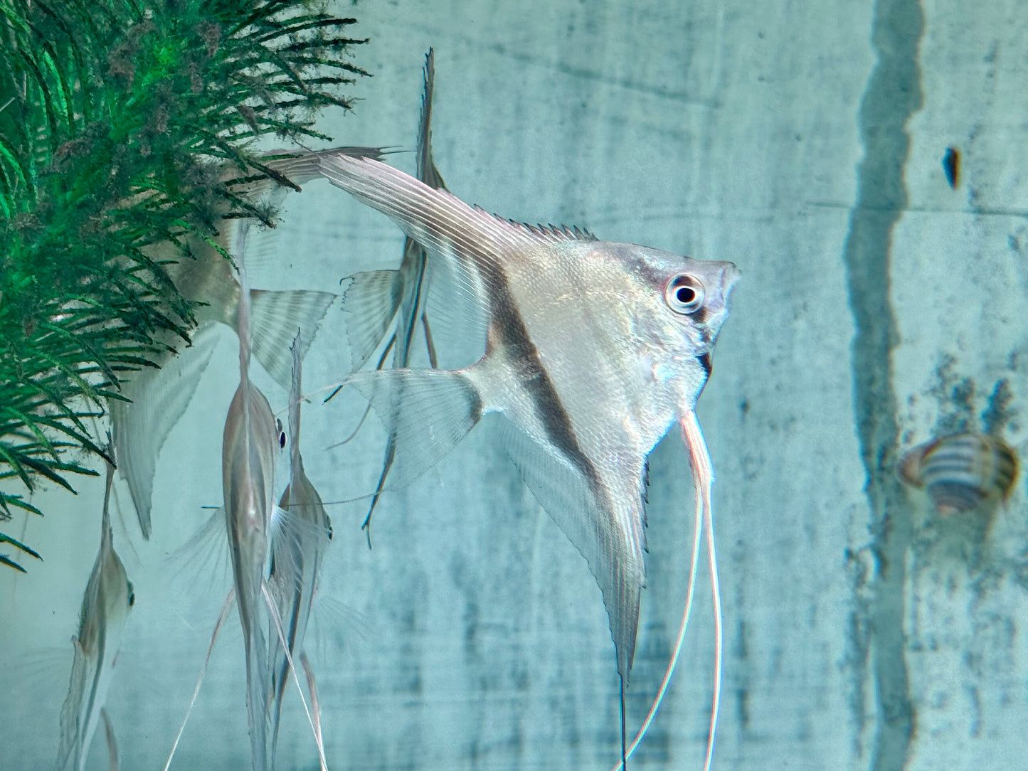 Manacapuru Rotrücken Skalar Pterophyllum spec. L-XL