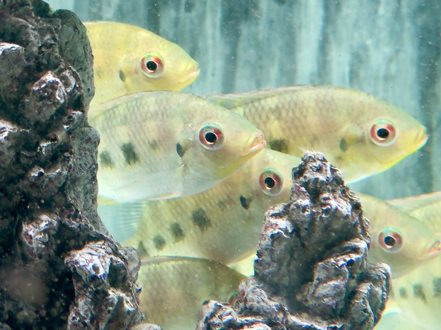 Marienbuntbarsch Tilapia mariae 7-9cm