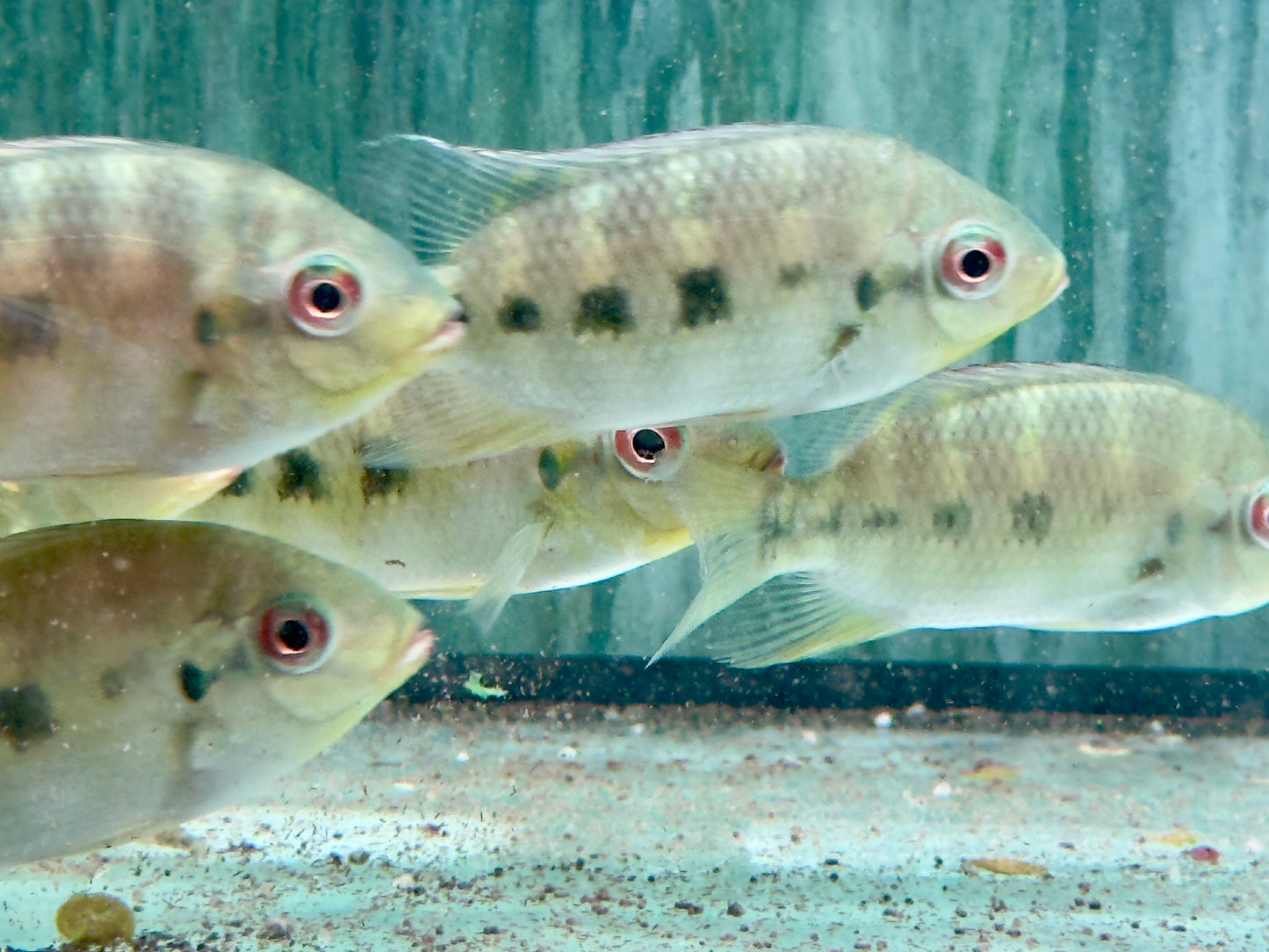 Marienbuntbarsch Tilapia mariae 7-9cm