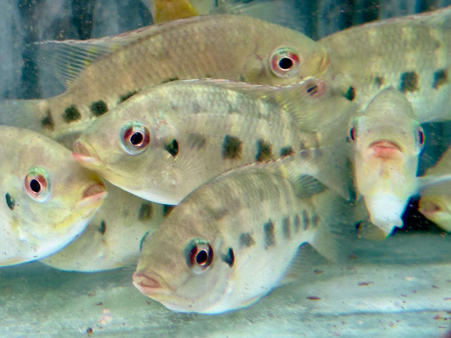 Marienbuntbarsch Tilapia mariae 7-9cm