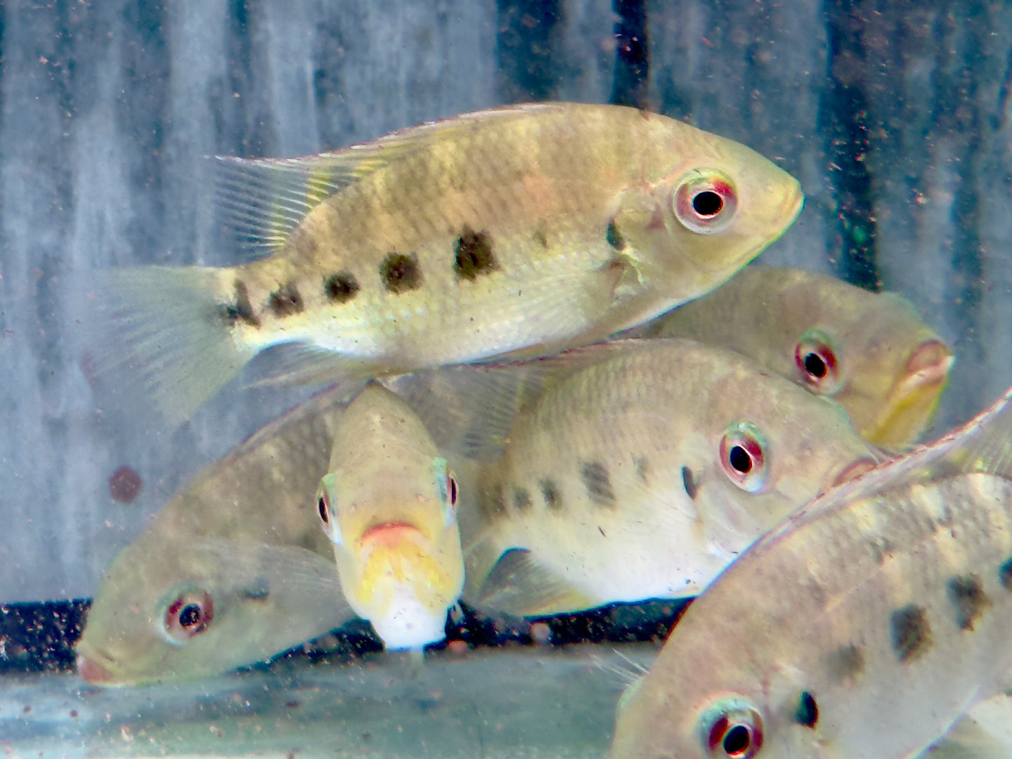 Marienbuntbarsch Tilapia mariae 7-9cm