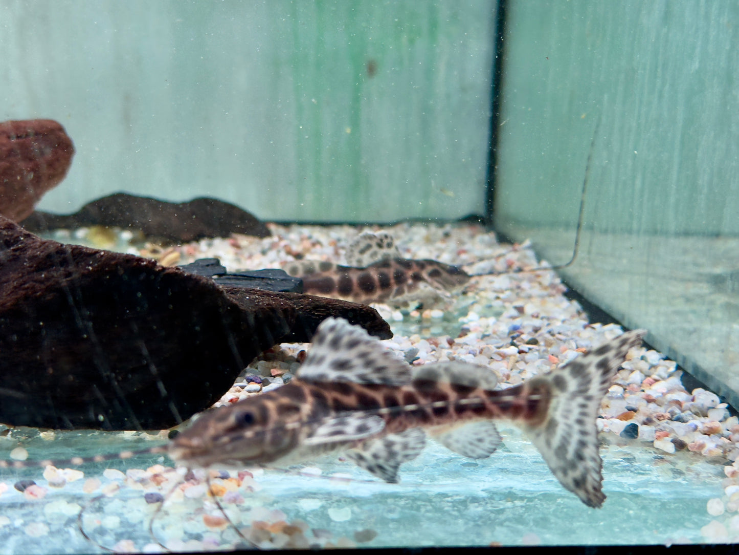 Marmor Prachtantennenwels Leiarius marmoratus 15-20 cm