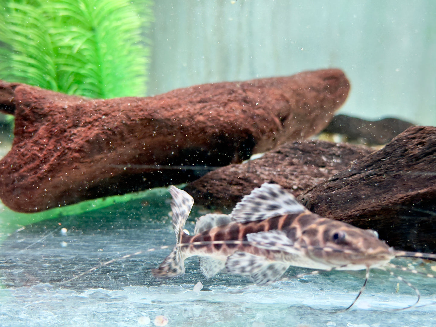 Marmor Prachtantennenwels Leiarius marmoratus 15-20 cm
