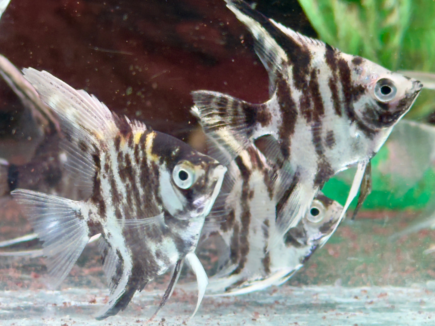 Marmor Skalar Pterophyllum scalare