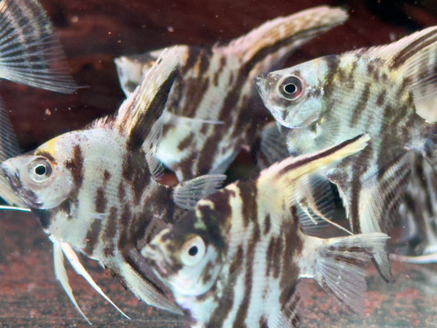 Marmor Skalar Pterophyllum scalare