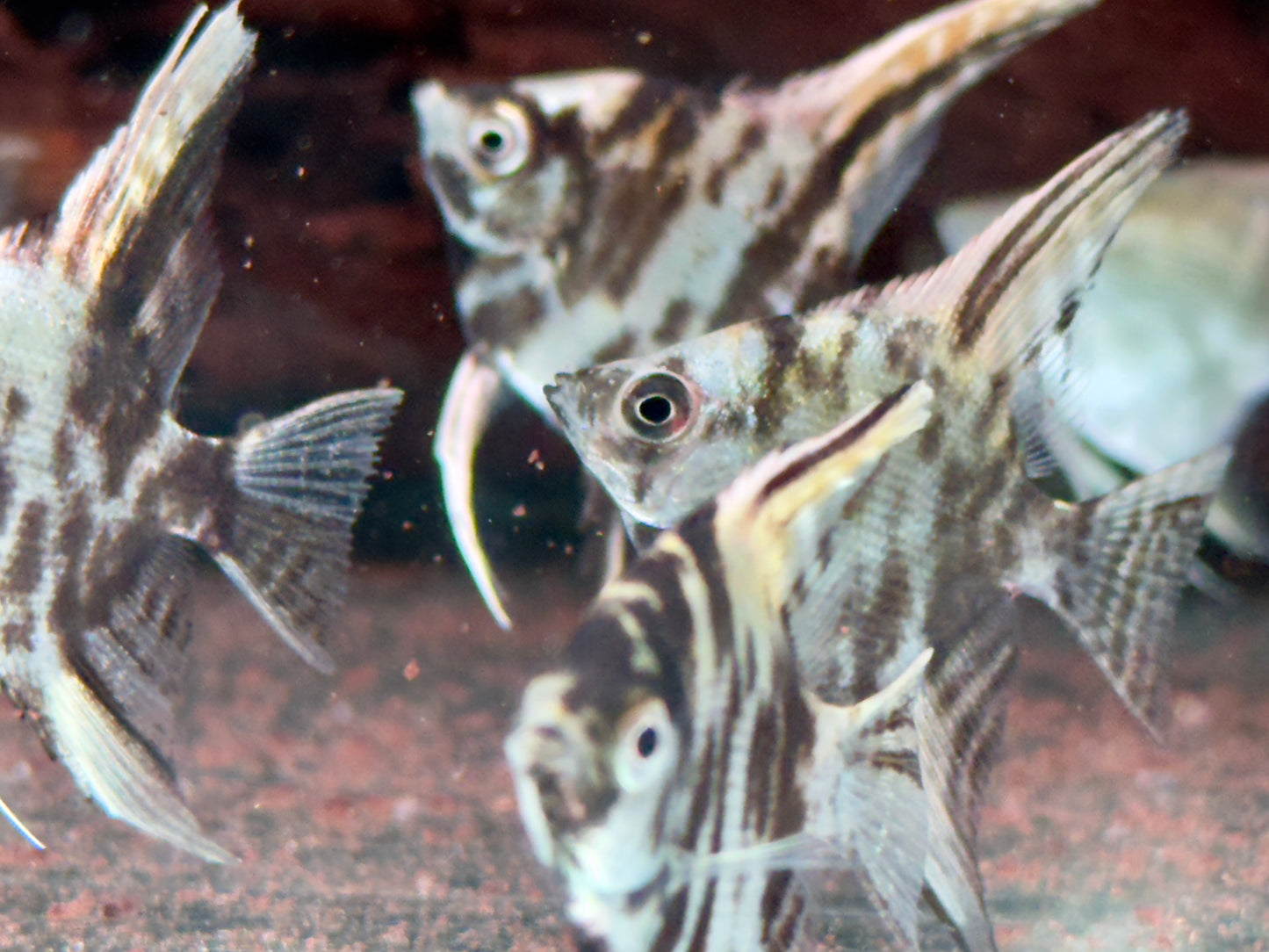 Marmor Skalar Pterophyllum scalare