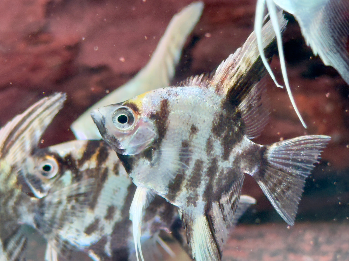 Marmor Skalar Pterophyllum scalare
