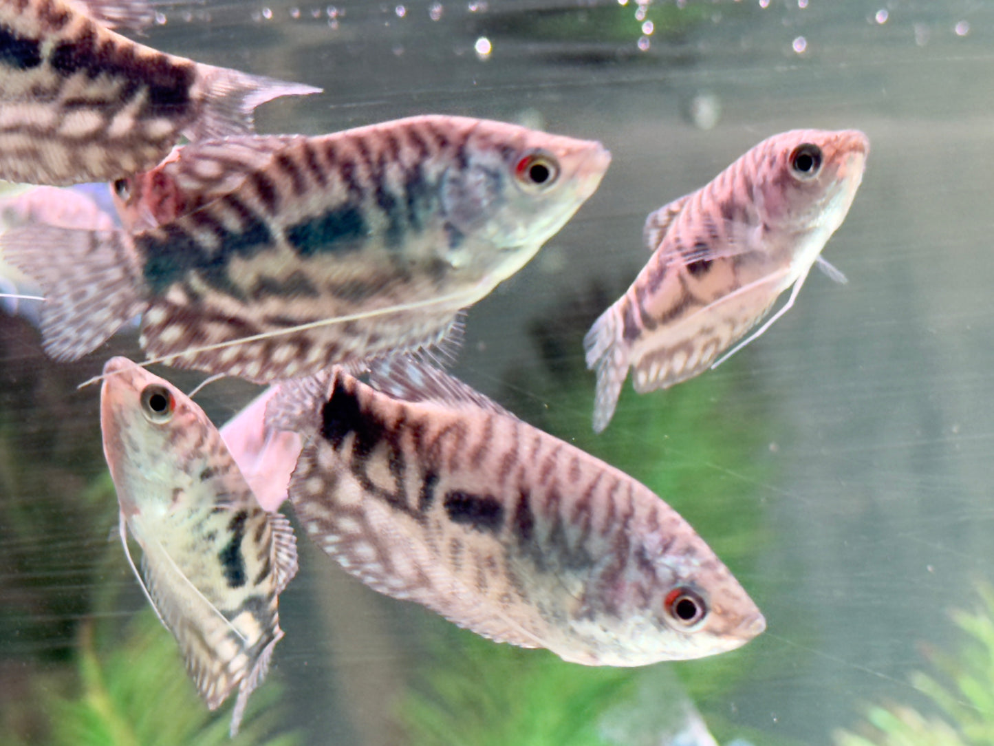 Marmorfadenfisch Trichogaster trichopterus
