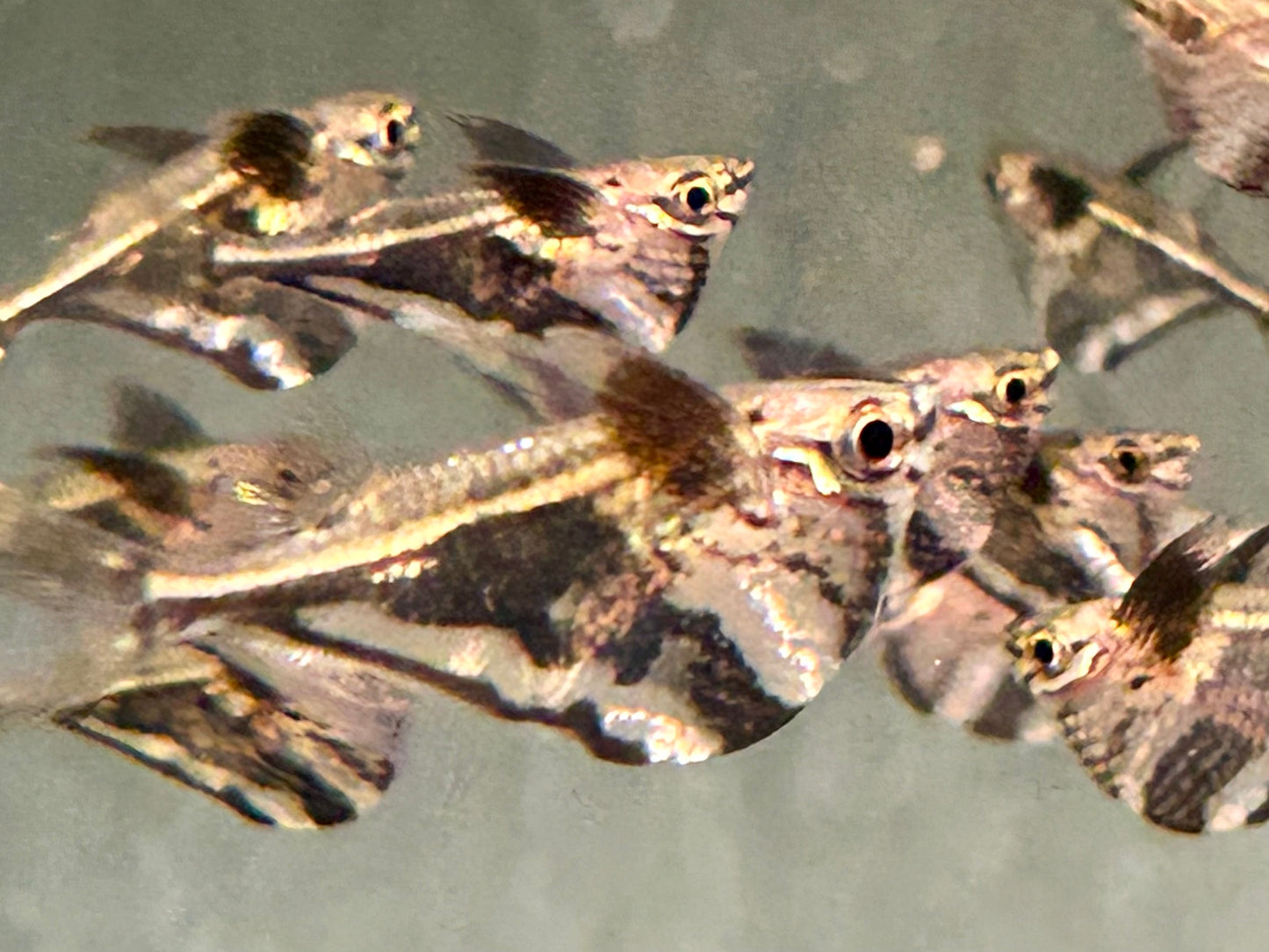 Marmorierter Beilbauchfisch Carnegiella strigata