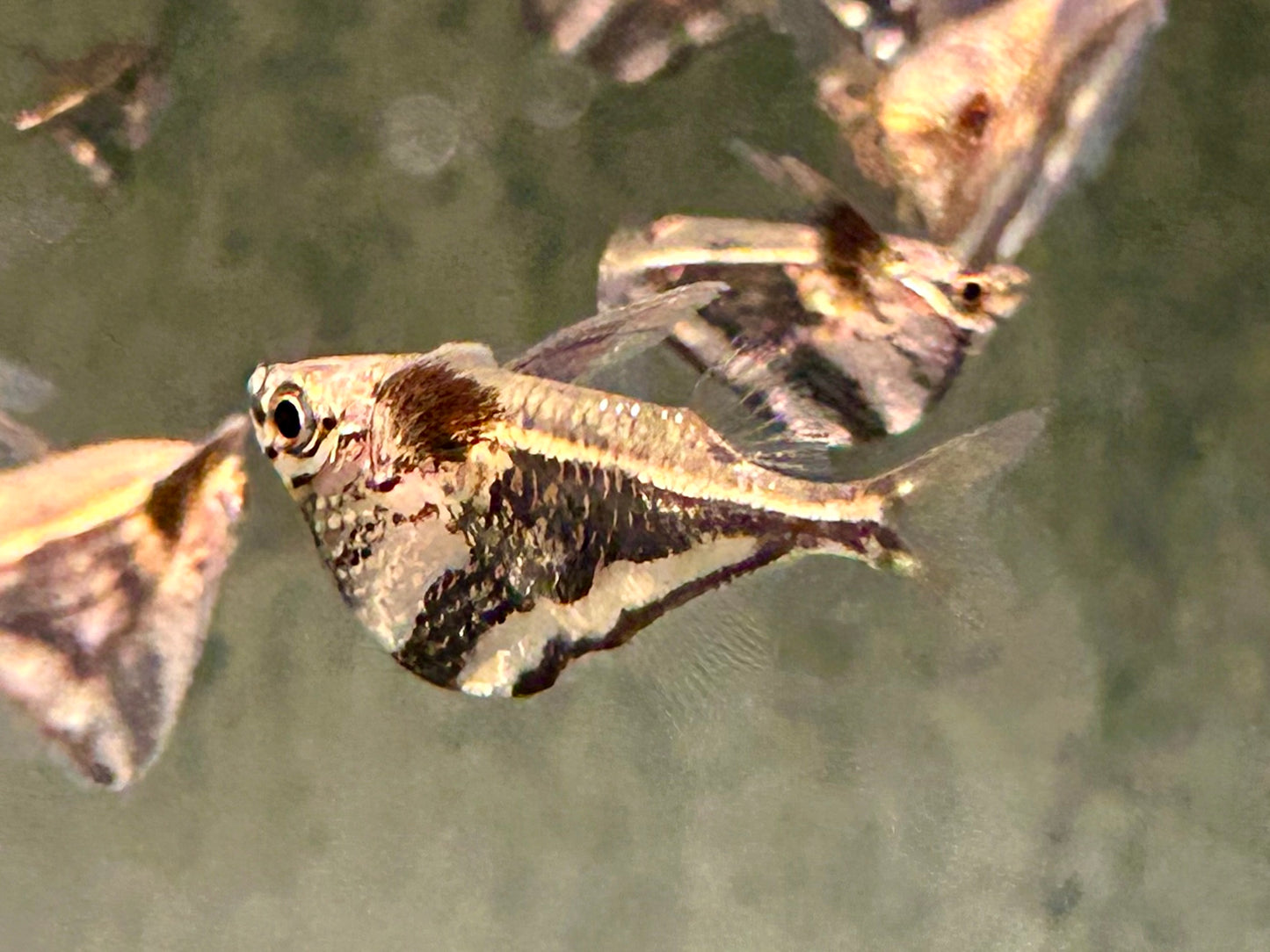 Marmorierter Beilbauchfisch Carnegiella strigata