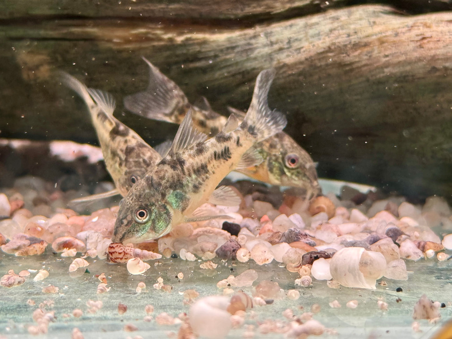 Marmorierter Panzerwels Corydoras paleatus