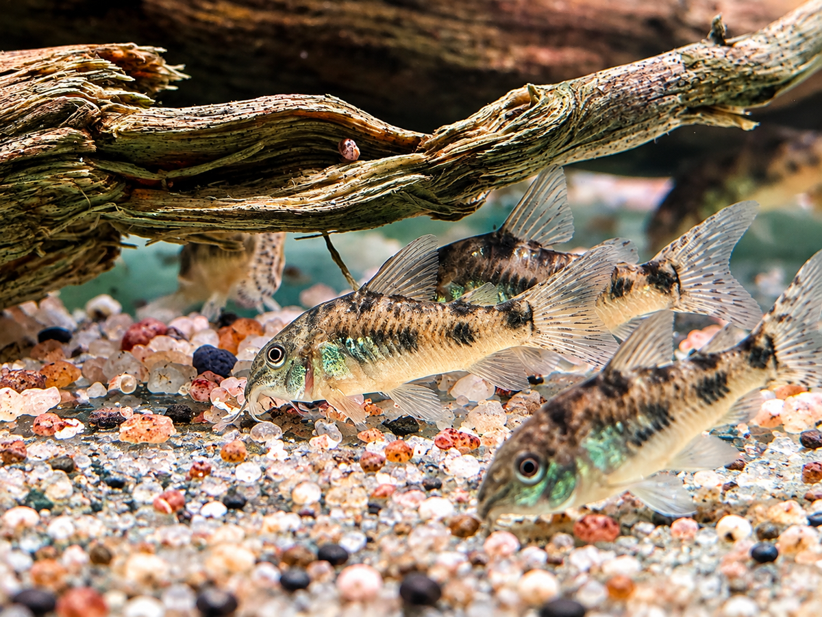 Marmorierter Panzerwels Corydoras paleatus 3,5-4 cm
