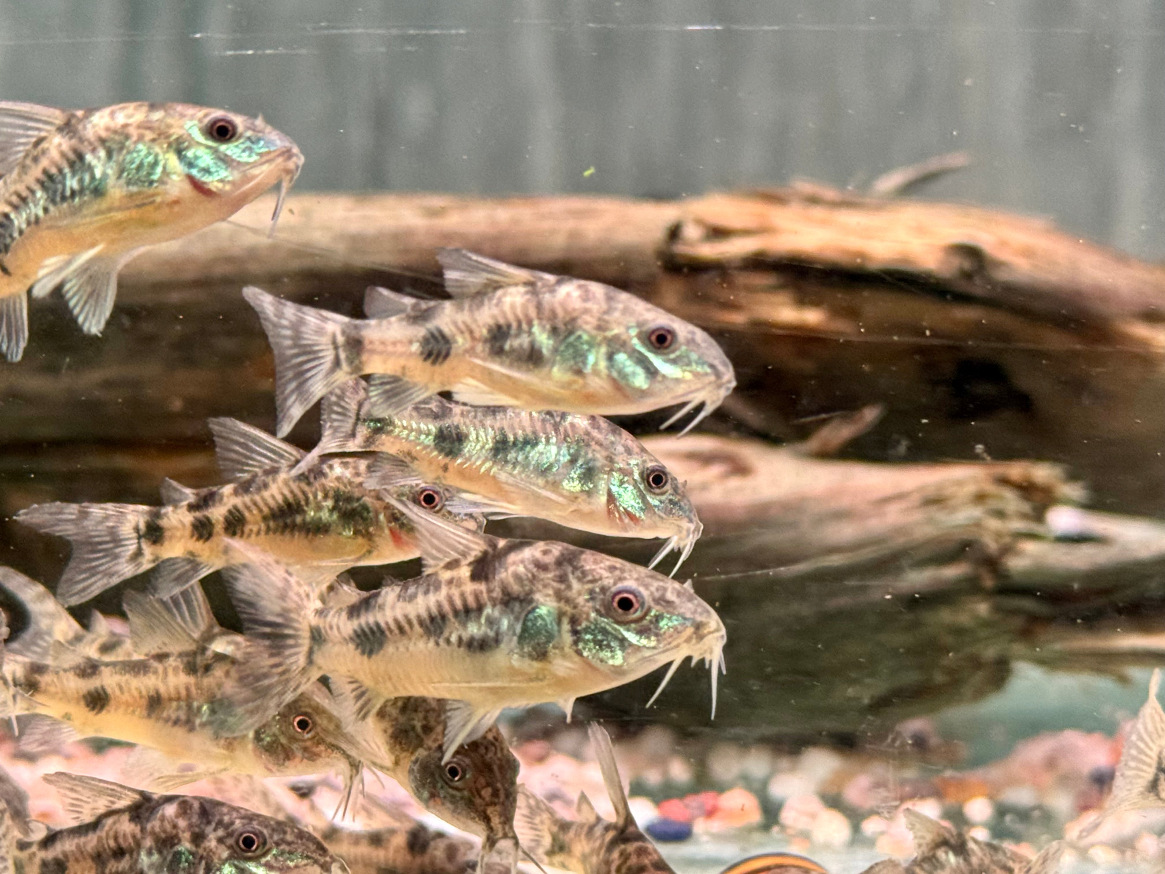 Marmorierter Panzerwels Corydoras paleatus – zierfische-online.com Marmorierter Panzerwels Corydoras paleatus – zierfische-online.com