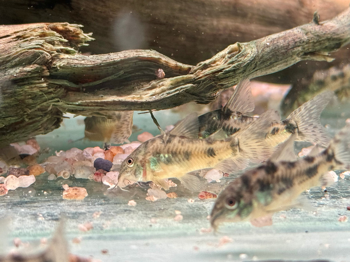 Marmorierter Panzerwels Corydoras paleatus