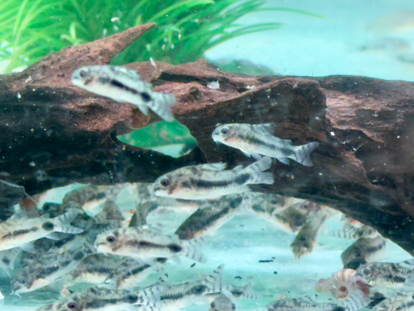 Marmorierter Zwergpanzerwels Corydoras habrosus Hoplisoma habrosum