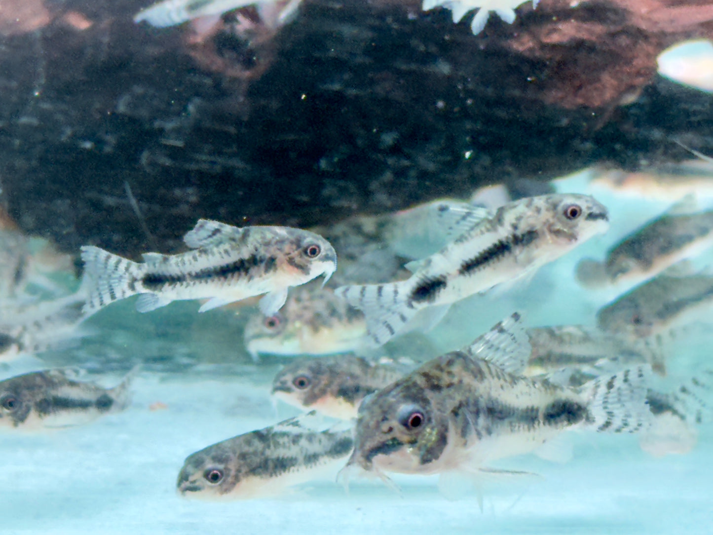 Marmorierter Zwergpanzerwels Corydoras habrosus Hoplisoma habrosum