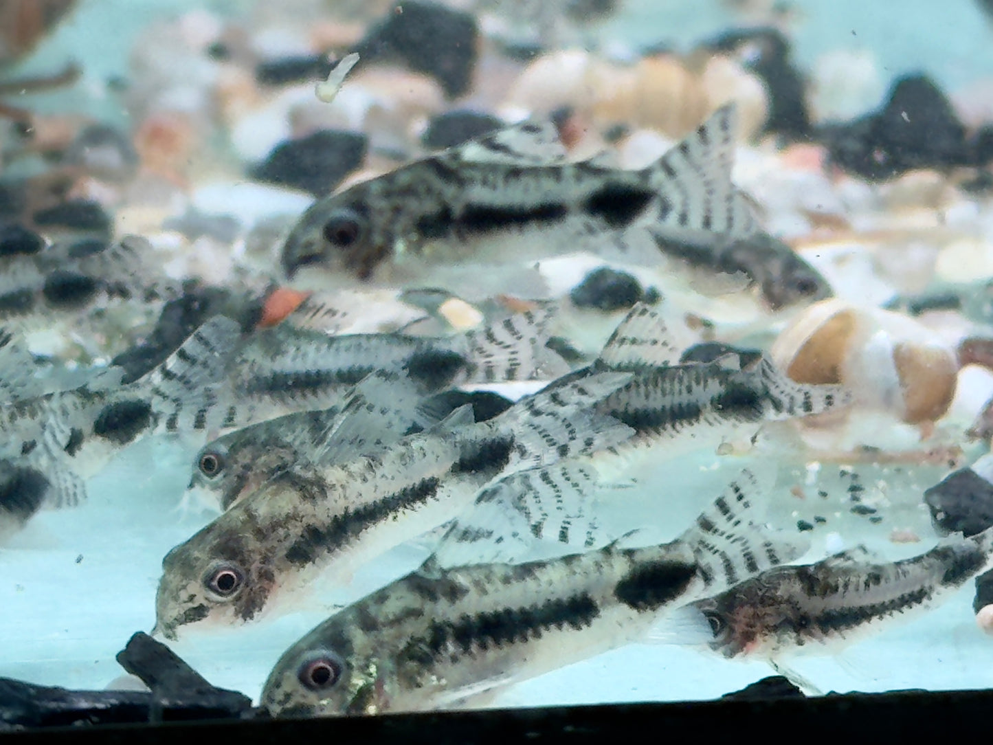 Marmorierter Zwergpanzerwels Corydoras habrosus Hoplisoma habrosum