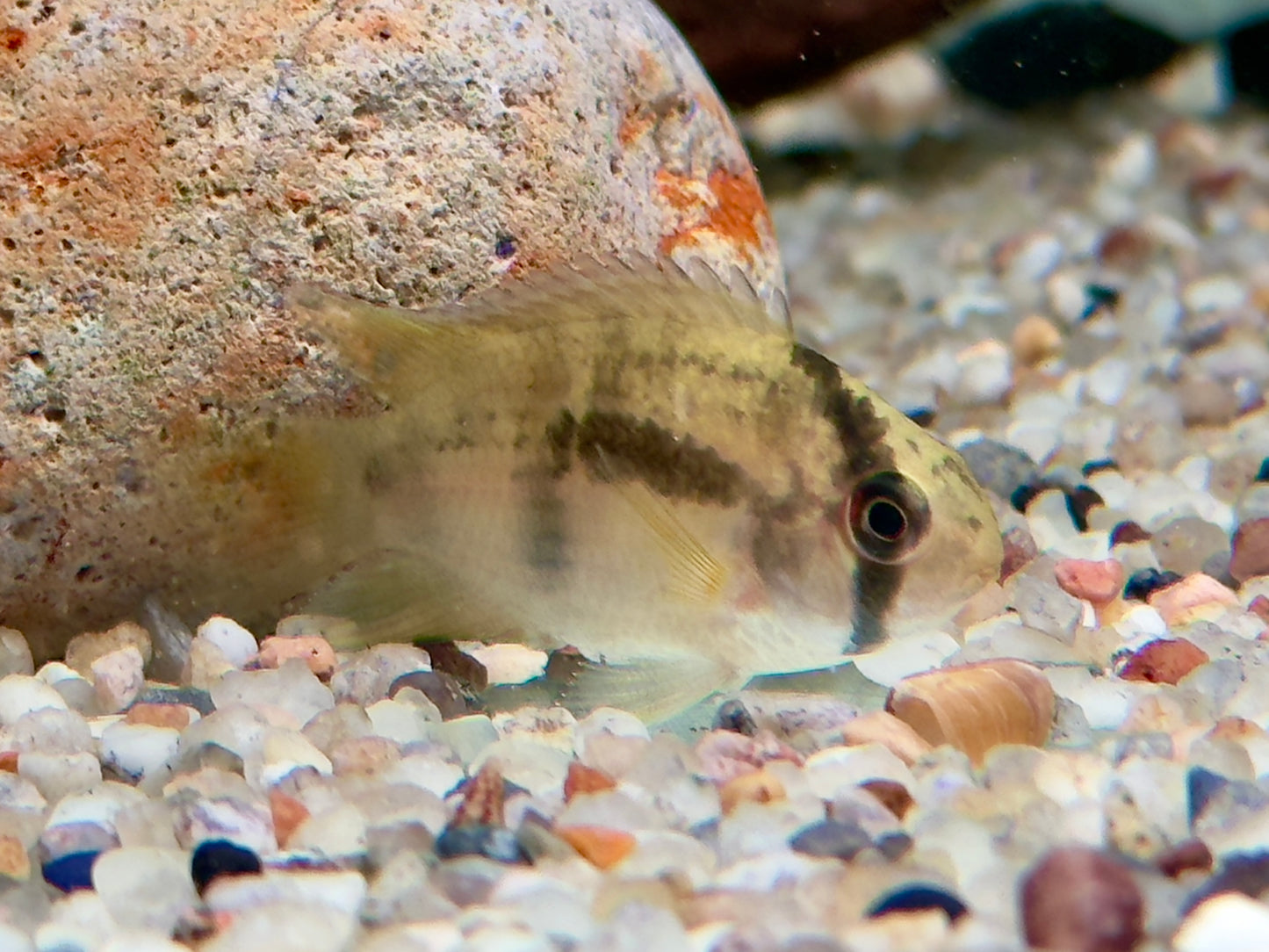 Maroni Buntbarsch Aequidens Cleithracara maronii