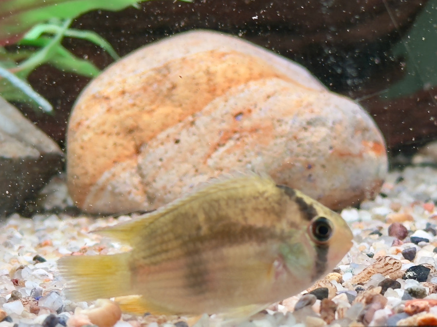 Maroni Buntbarsch Aequidens Cleithracara maronii