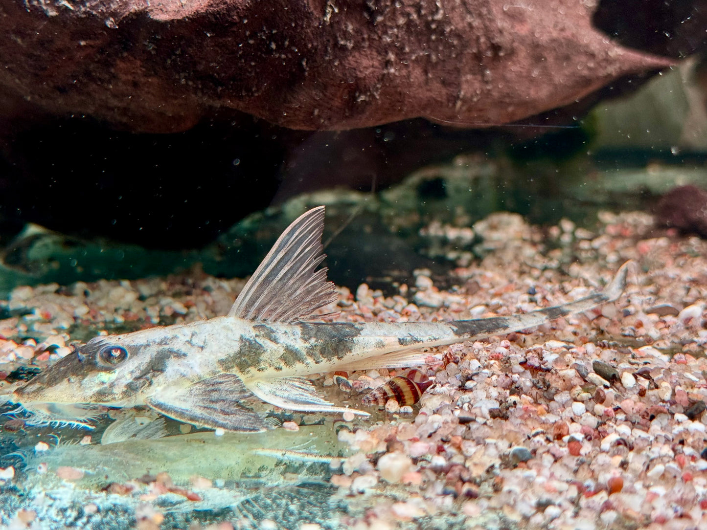 Maulbrütender Hexenwels Loricaria simillima WF 12-14 cm
