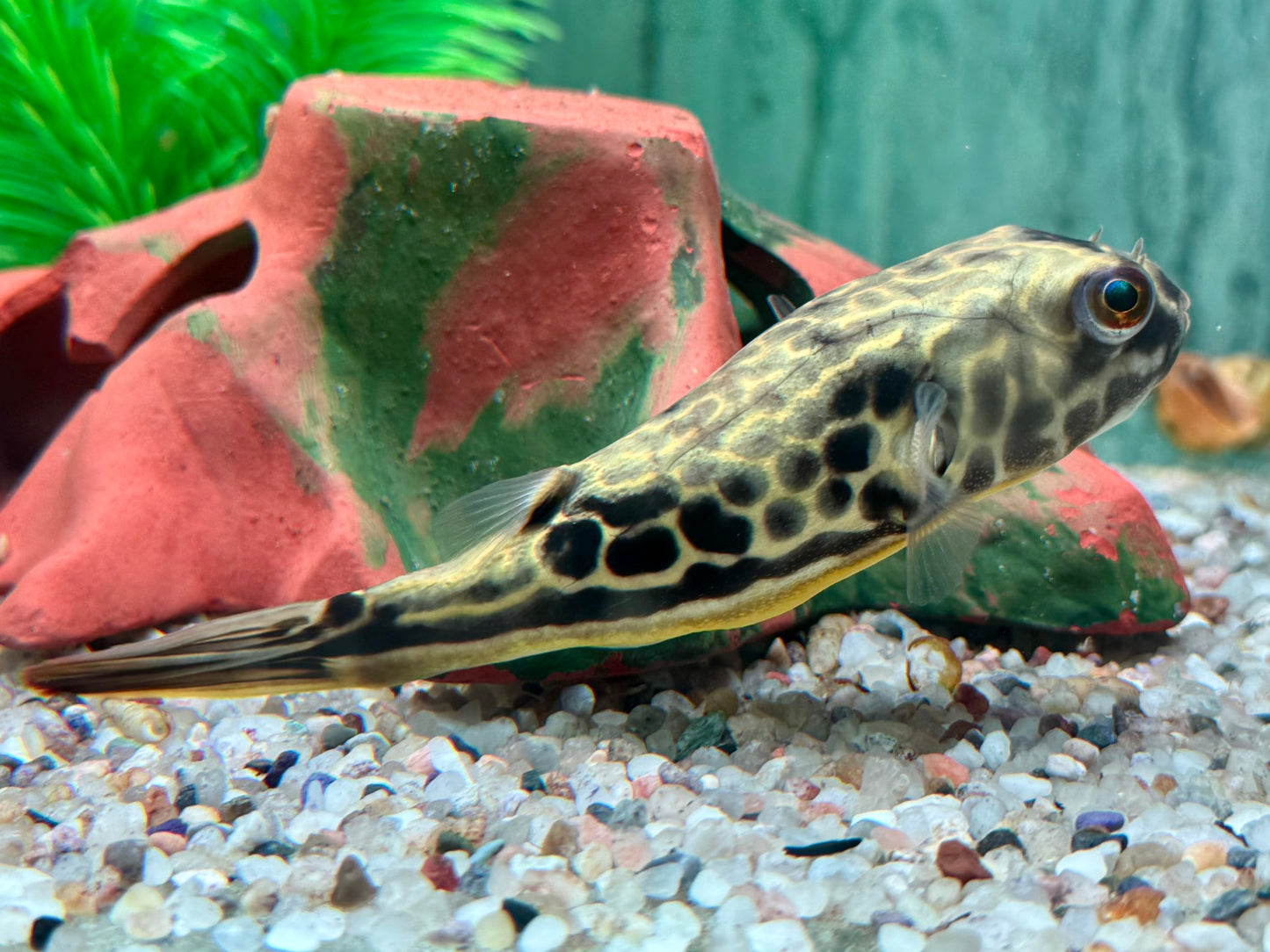 Mbu Kugelfisch Tetraodon mbu ca. 10 cm