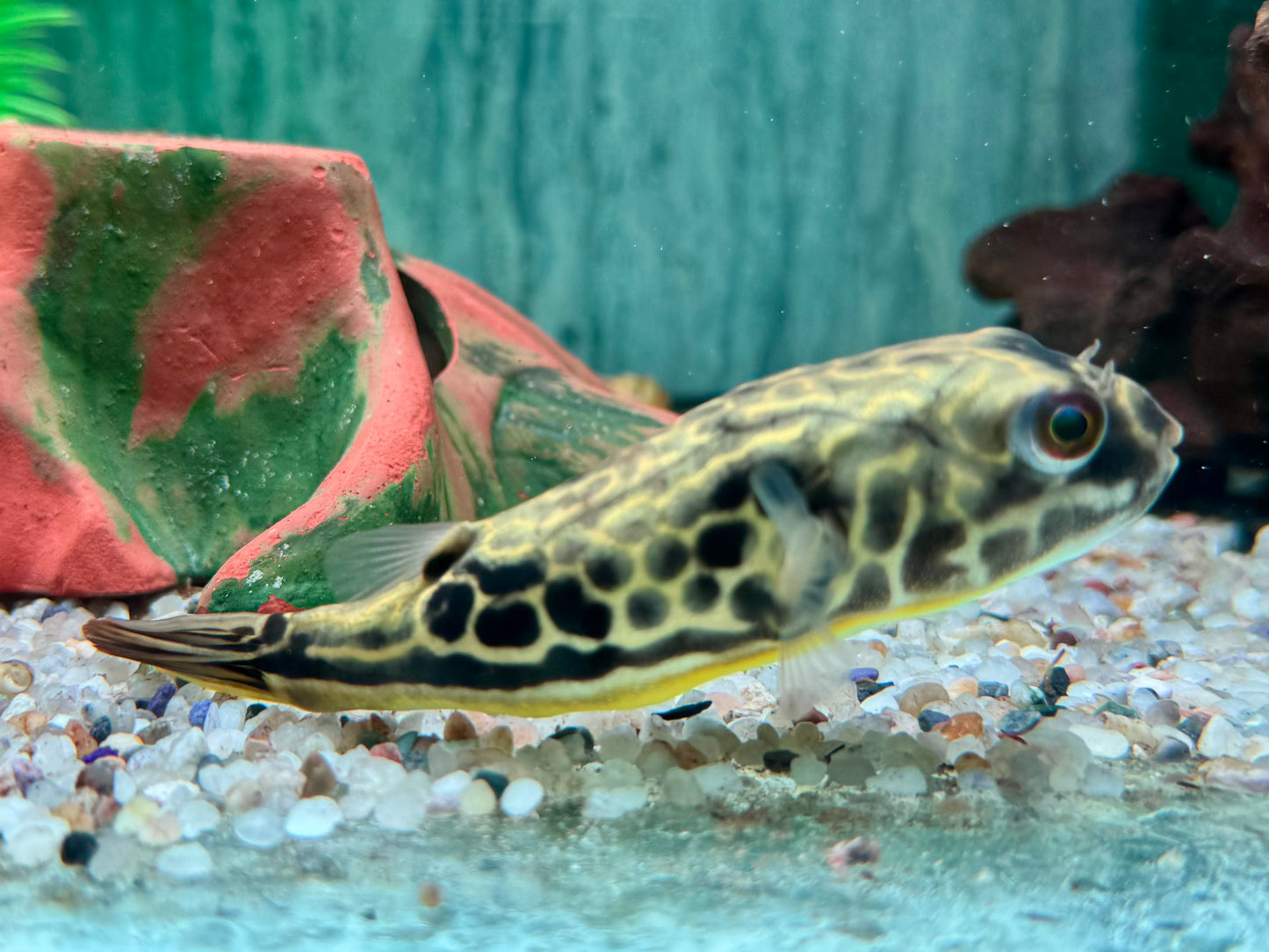 Mbu Kugelfisch Tetraodon mbu ca. 10 cm