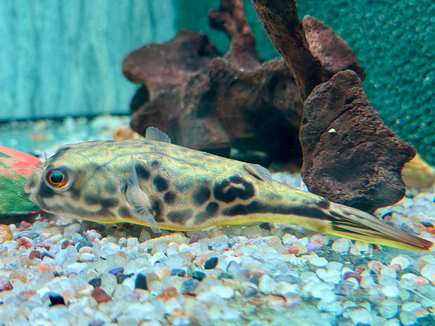 Mbu Kugelfisch Tetraodon mbu ca. 10 cm