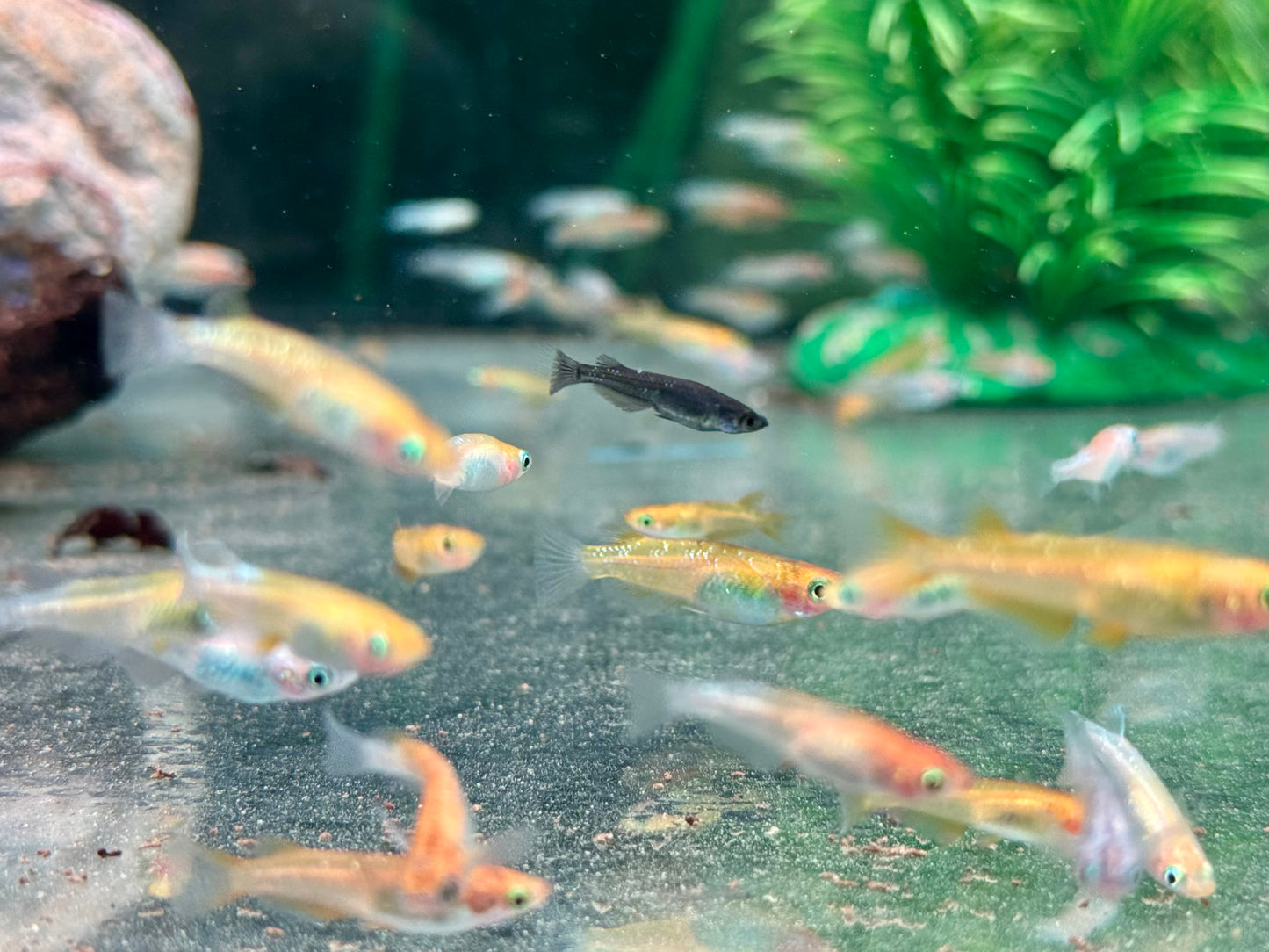 Medaka Reisfisch Mix Oryzias latipes