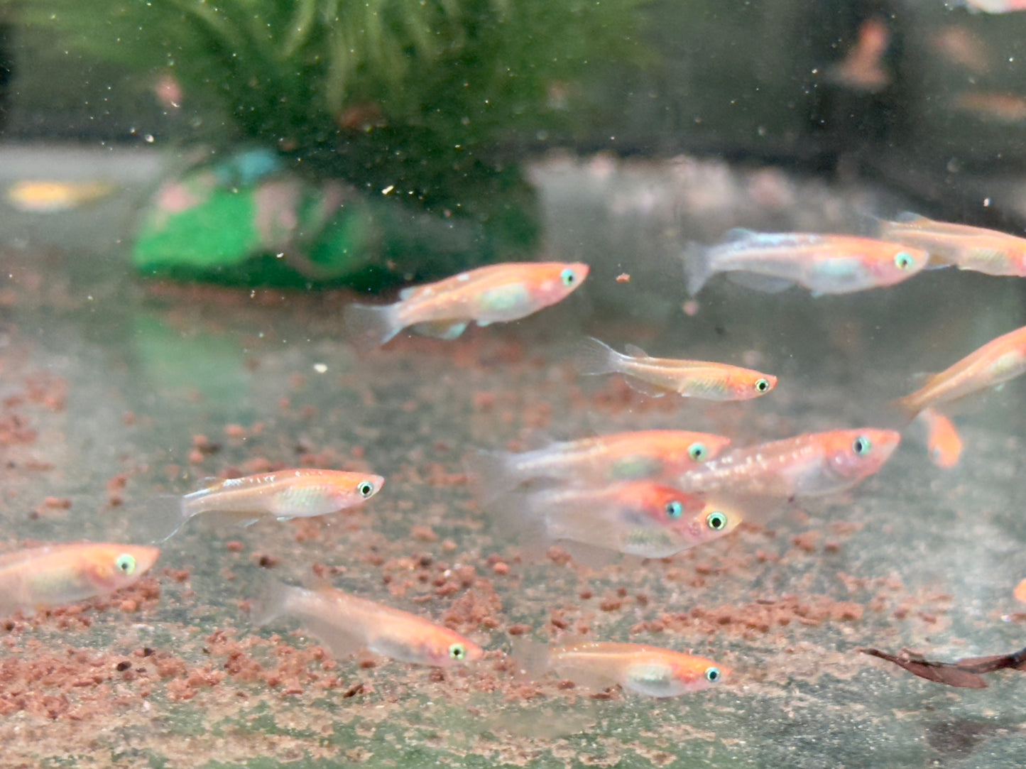 Medaka Sparkled Orange Reisfisch Oryzias latipes
