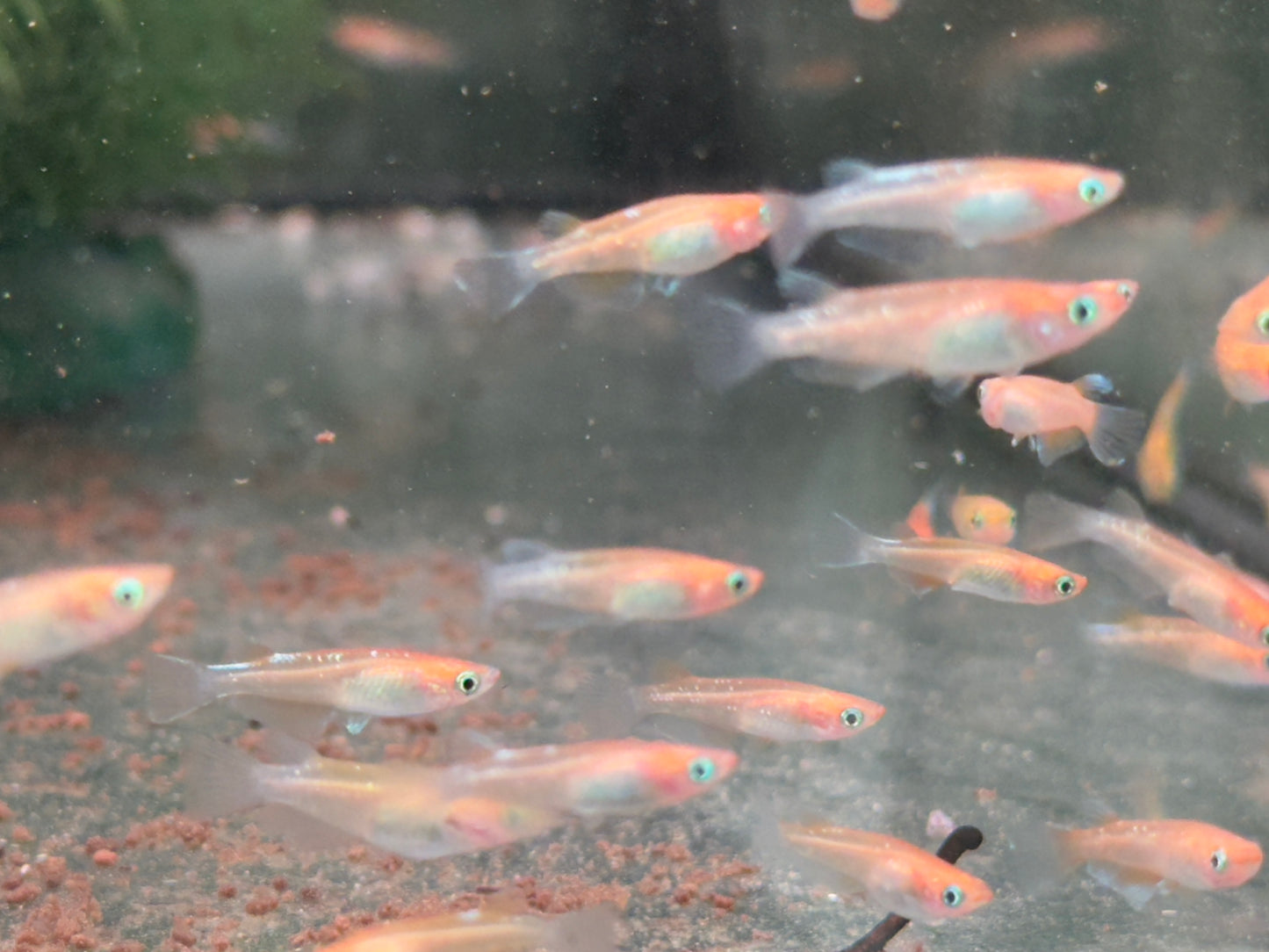 Medaka Sparkled Orange Reisfisch Oryzias latipes