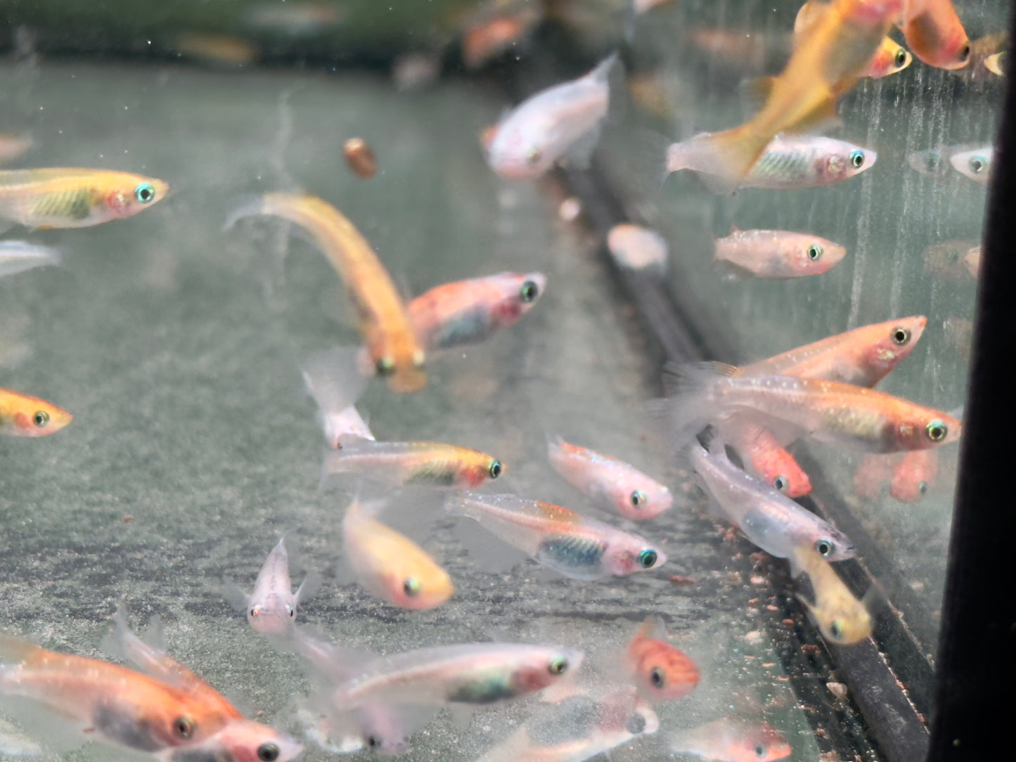 Medaka Sparkled Orange Reisfisch Oryzias latipes