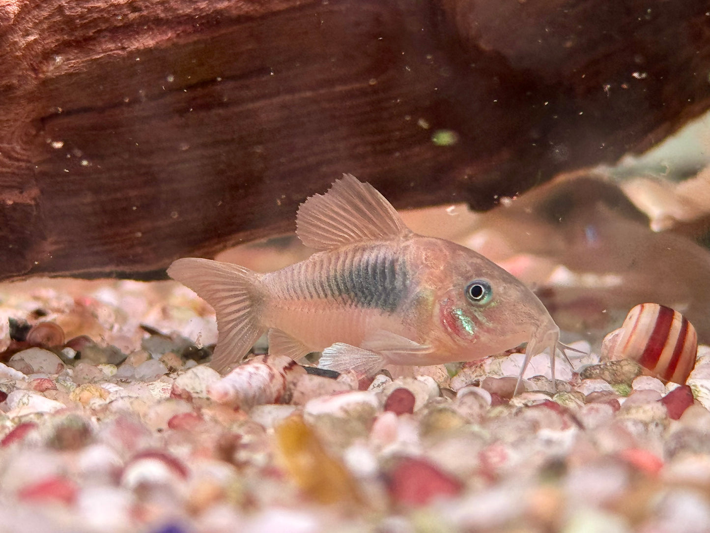 Metallpanzerwels Osteogaster Corydoras aeneus