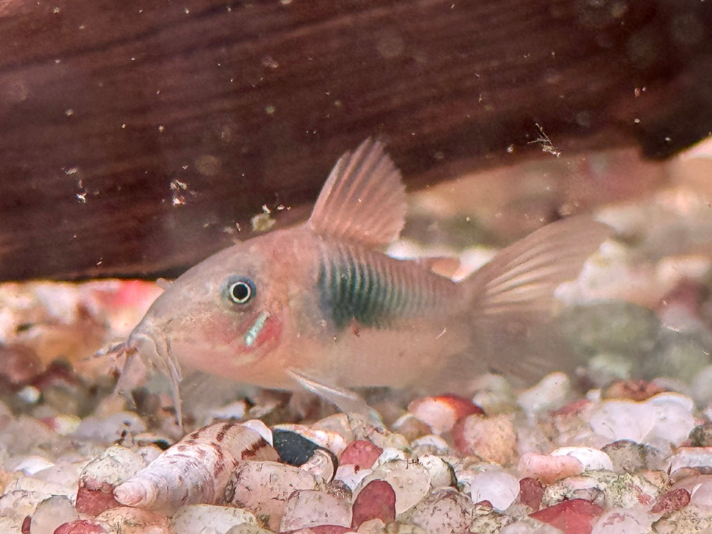 Metallpanzerwels Osteogaster Corydoras aeneus