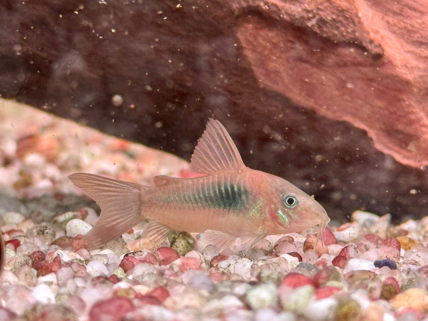 Metallpanzerwels Osteogaster Corydoras aeneus