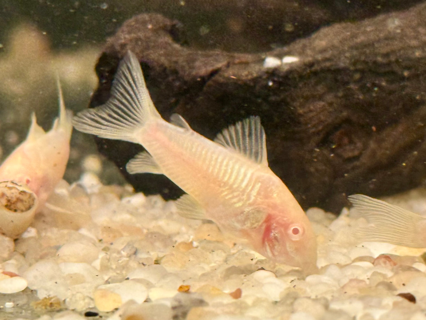 Metallpanzerwels albino Osteogaster Corydoras aeneus albino