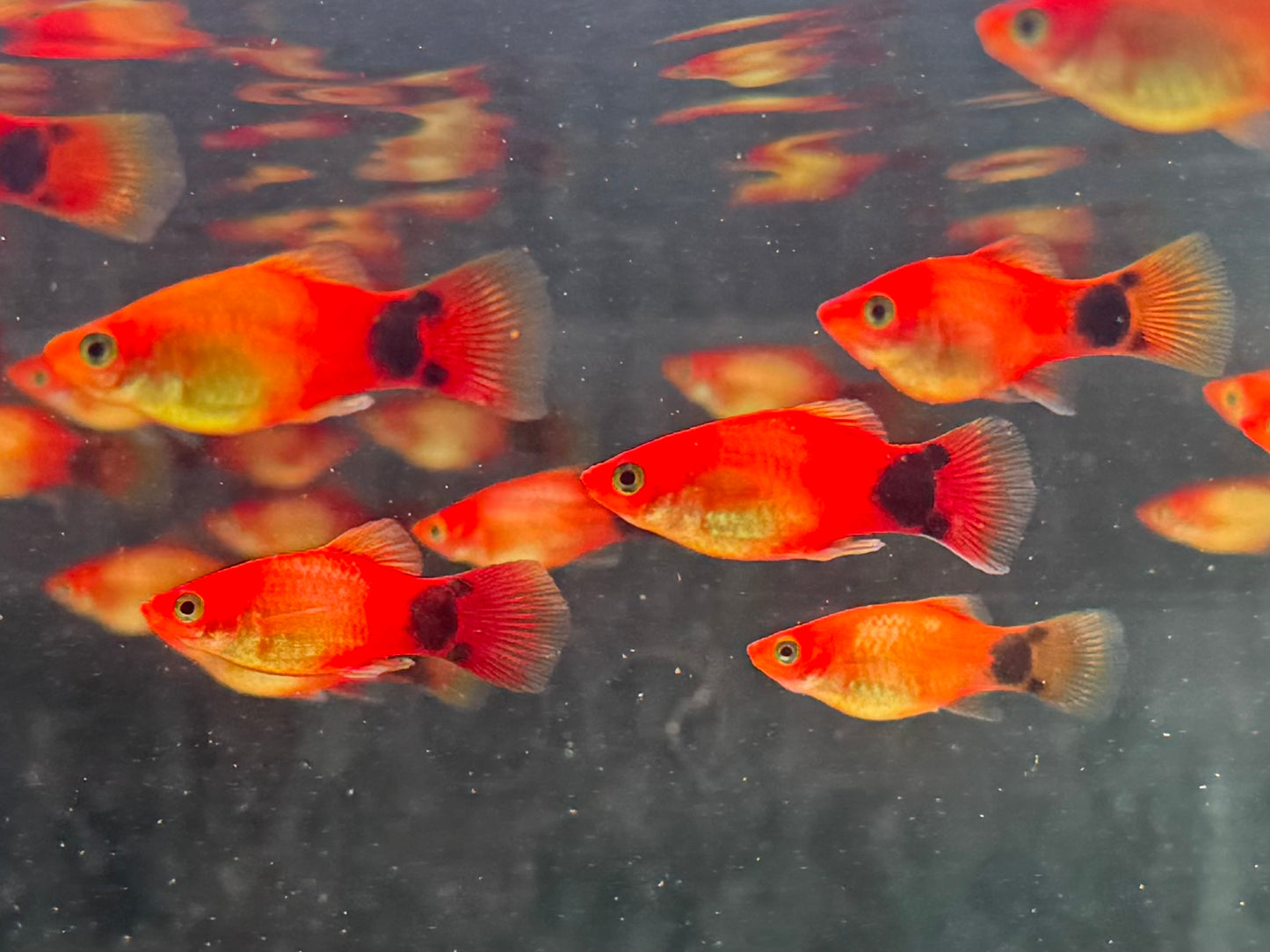 Mickey Mouse Platy Orange Xiphophorus maculatus