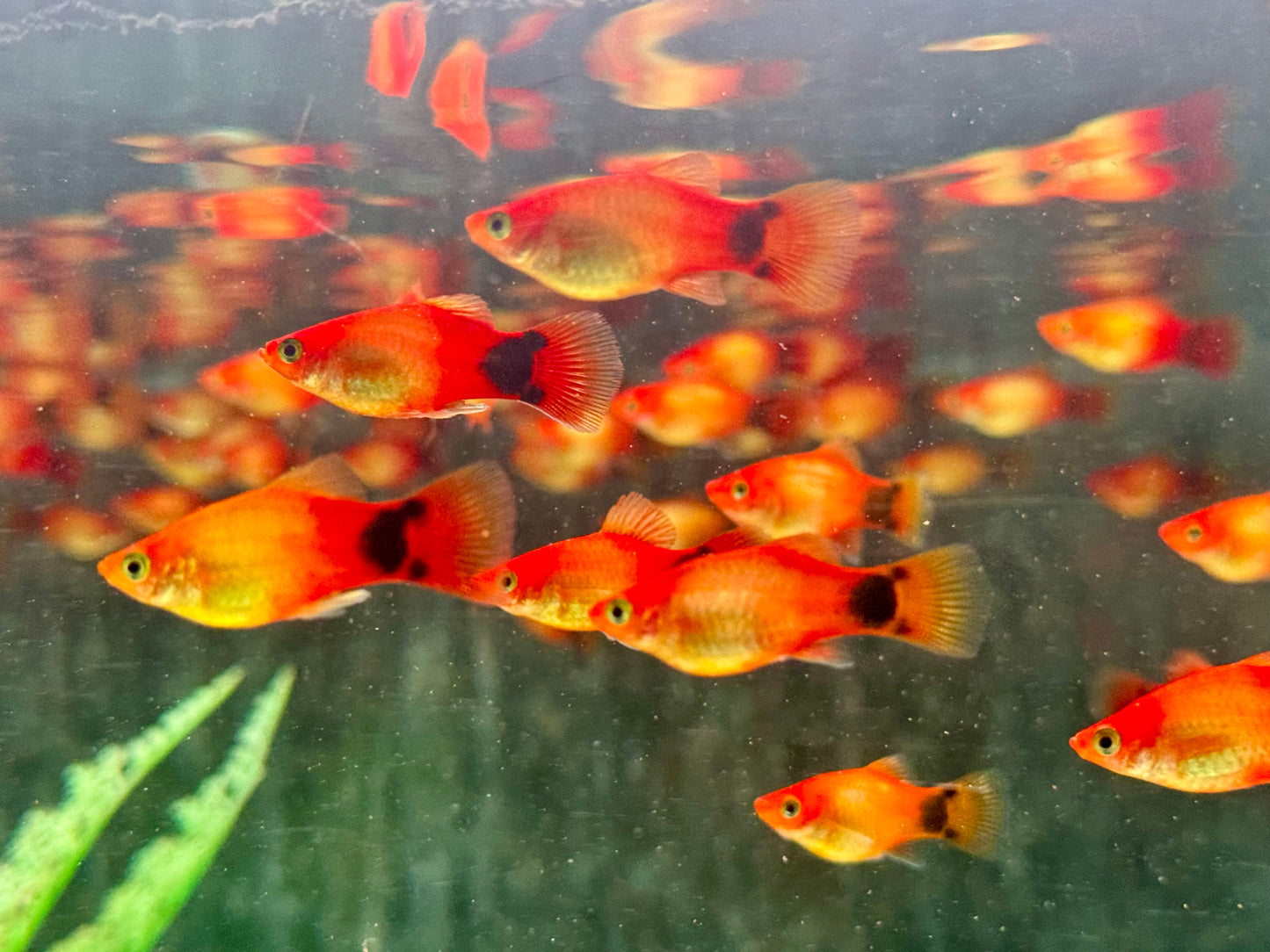 Mickey Mouse Platy Orange Xiphophorus maculatus