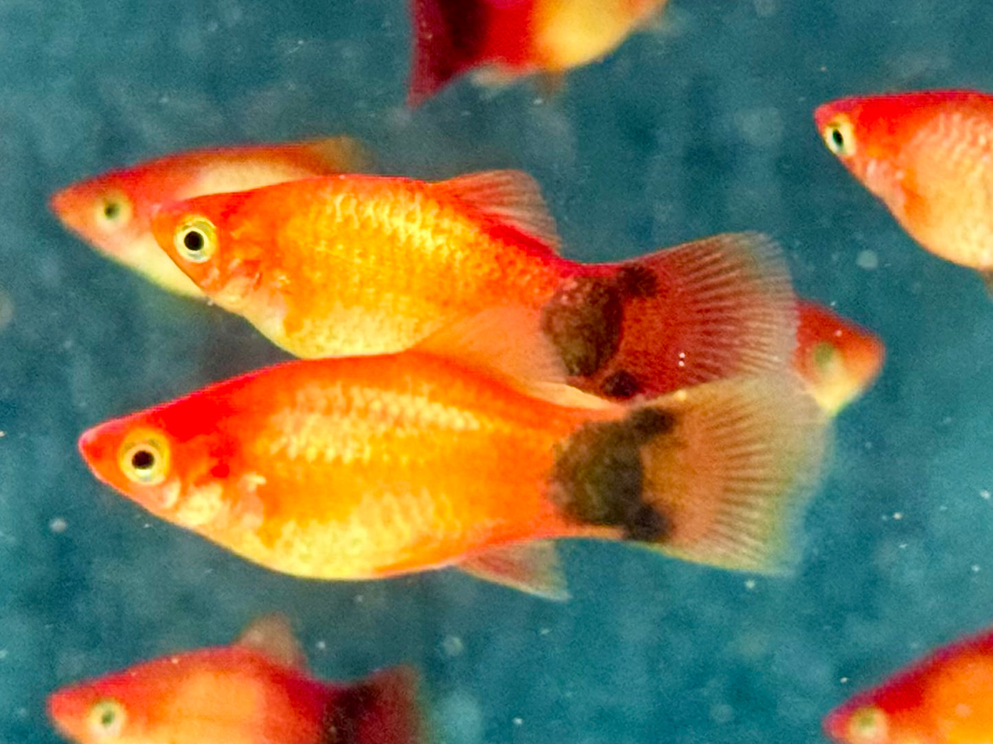 Mickey Mouse Platy Orange Xiphophorus maculatus