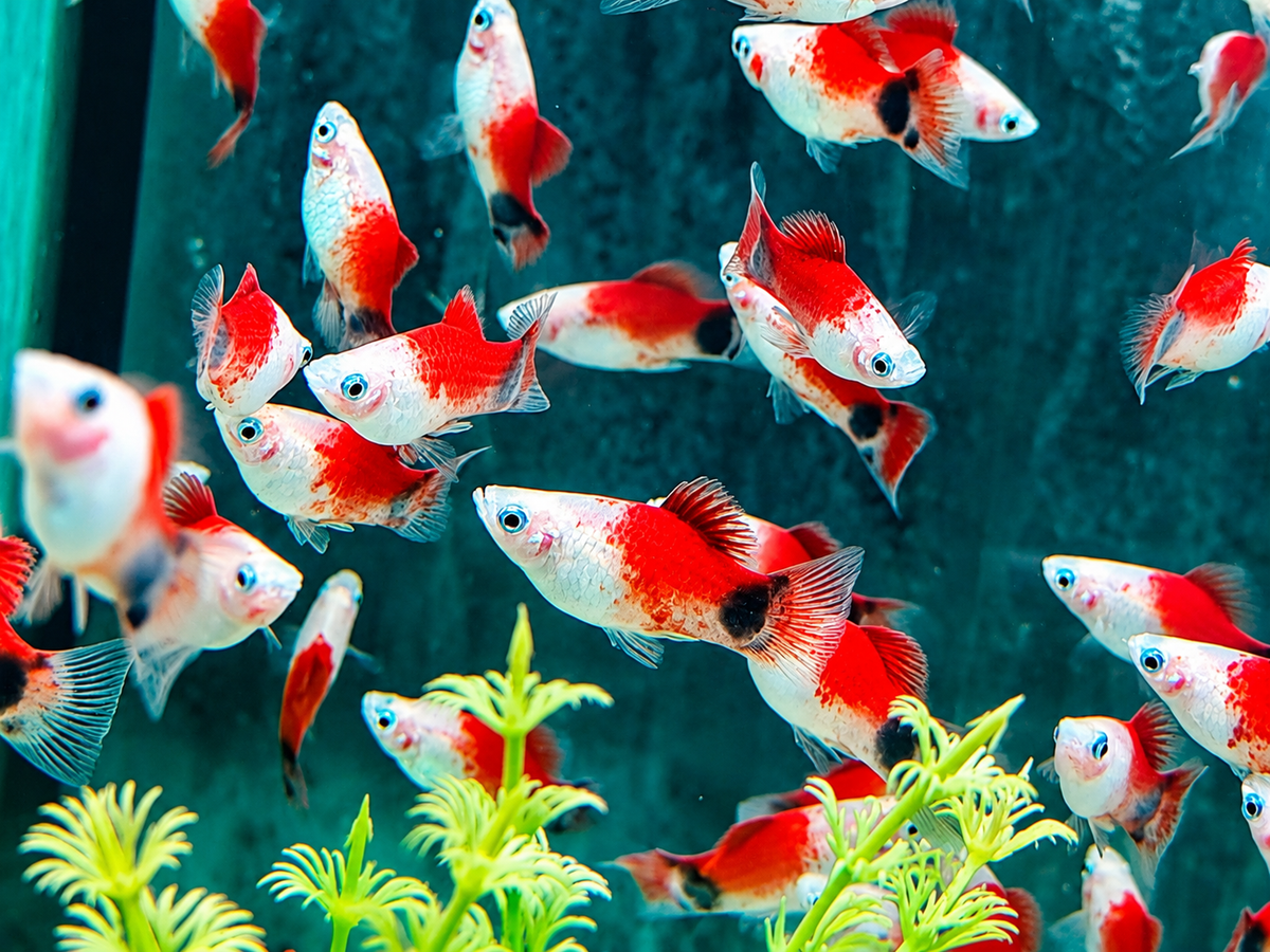 Mickey Mouse Platy rot weiß Xiphophorus maculatus