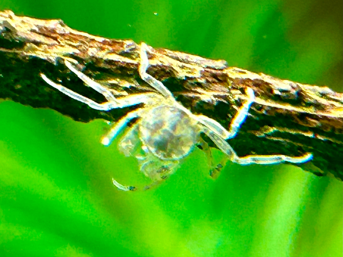 Microkrabbe Limnopilos naiyanetri