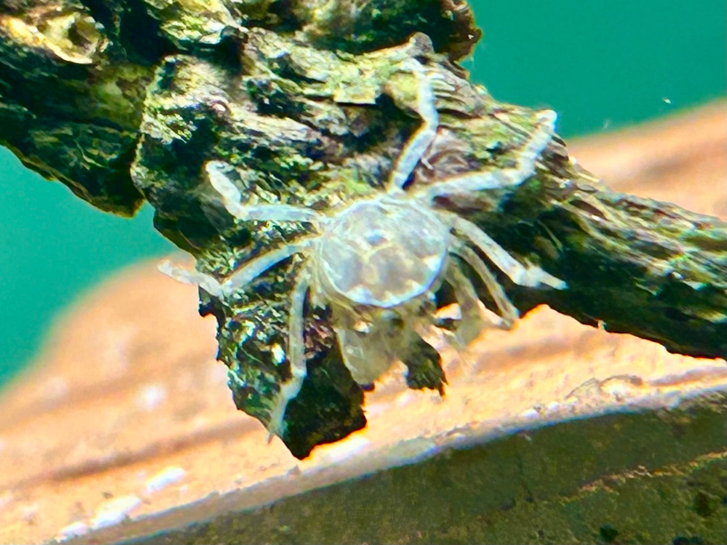 Microkrabbe Limnopilos naiyanetri