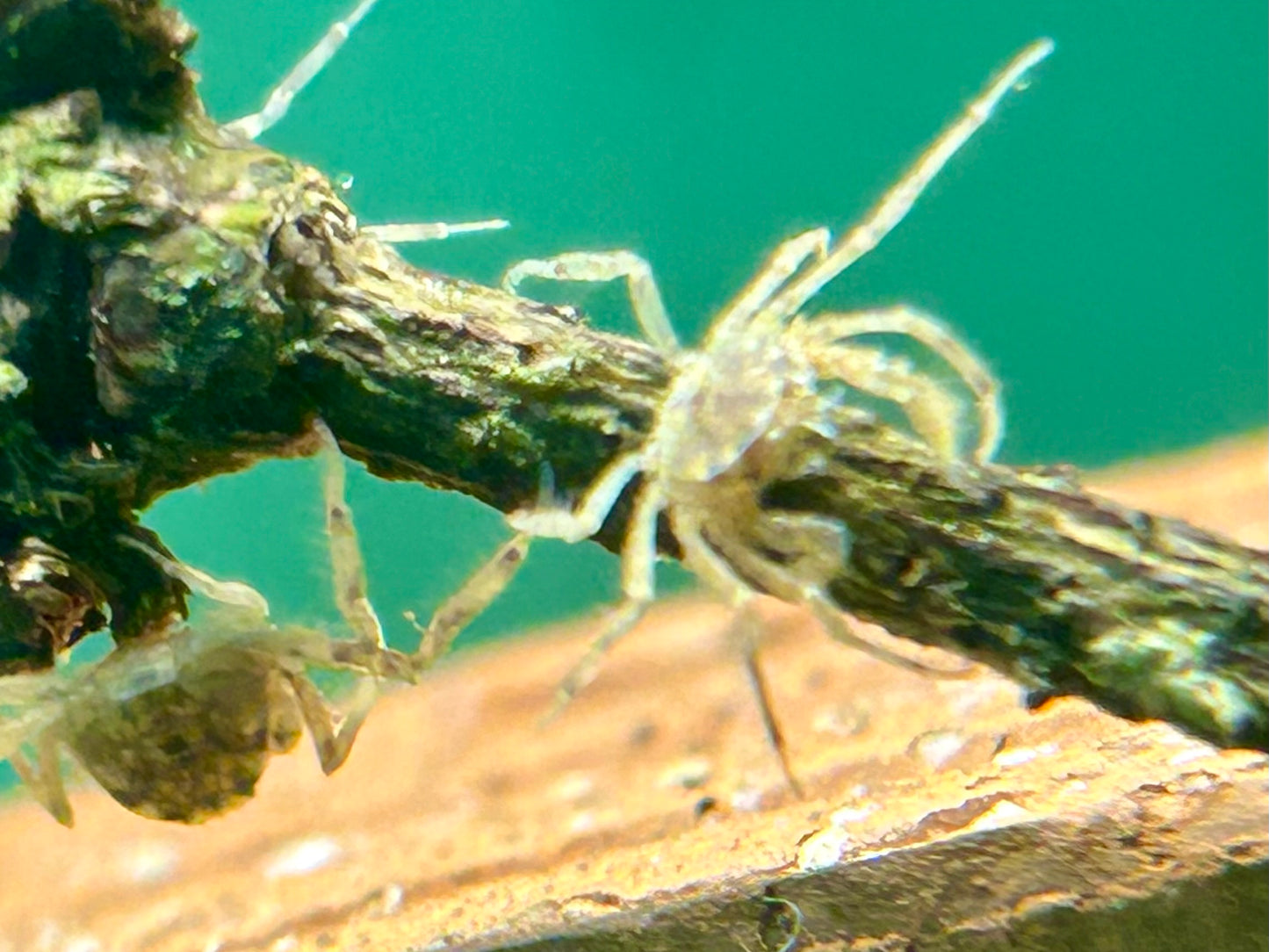 Microkrabbe Limnopilos naiyanetri