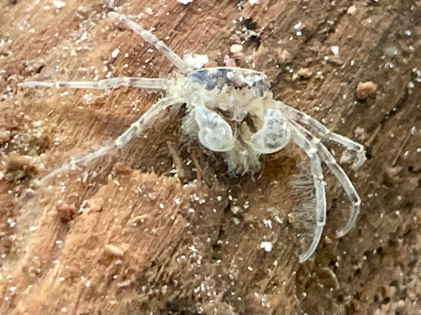 Microkrabbe Limnopilos naiyanetri
