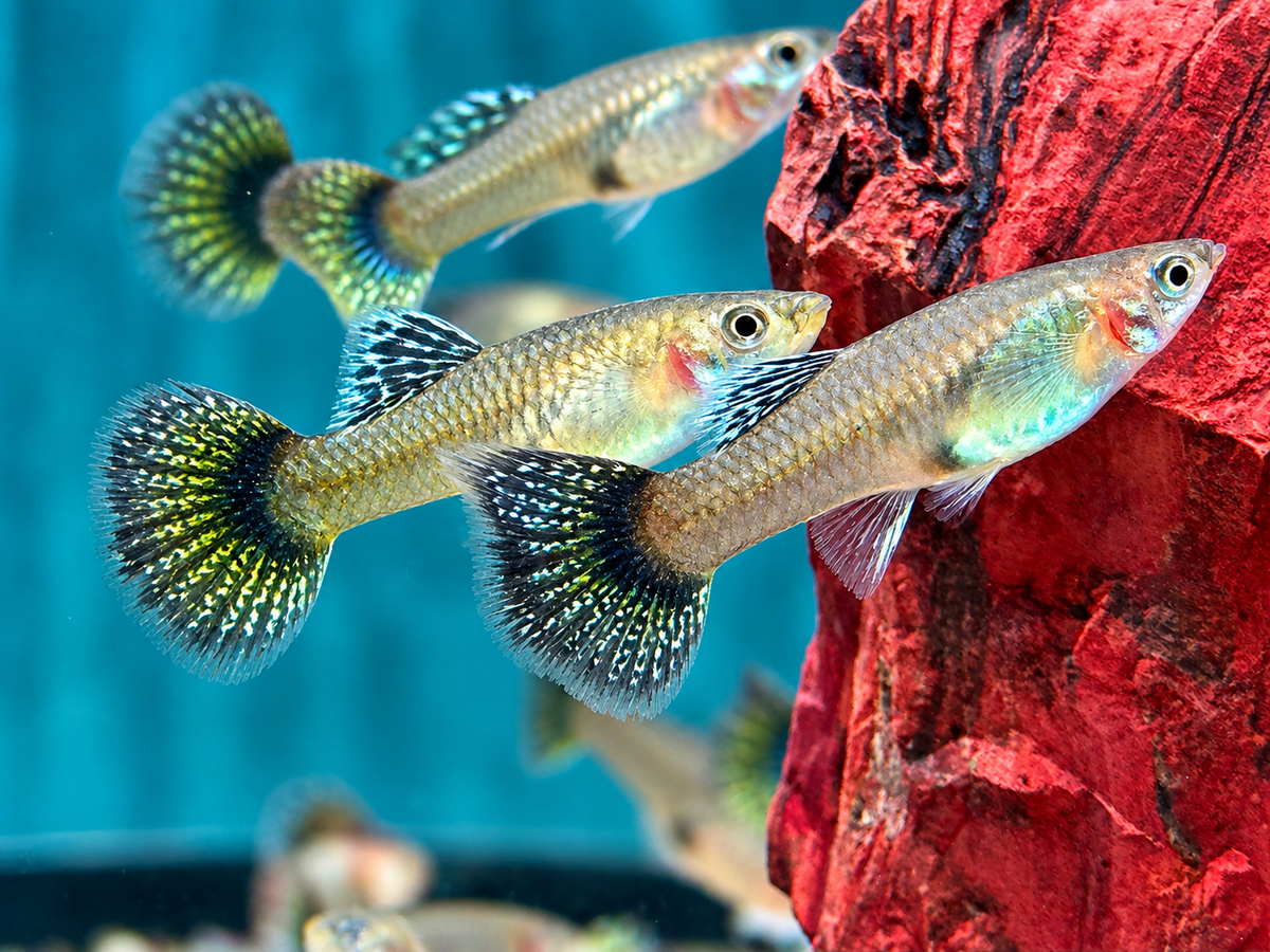 Miracle Lace Multicolore Guppy Poecilia reticulata Weibchen