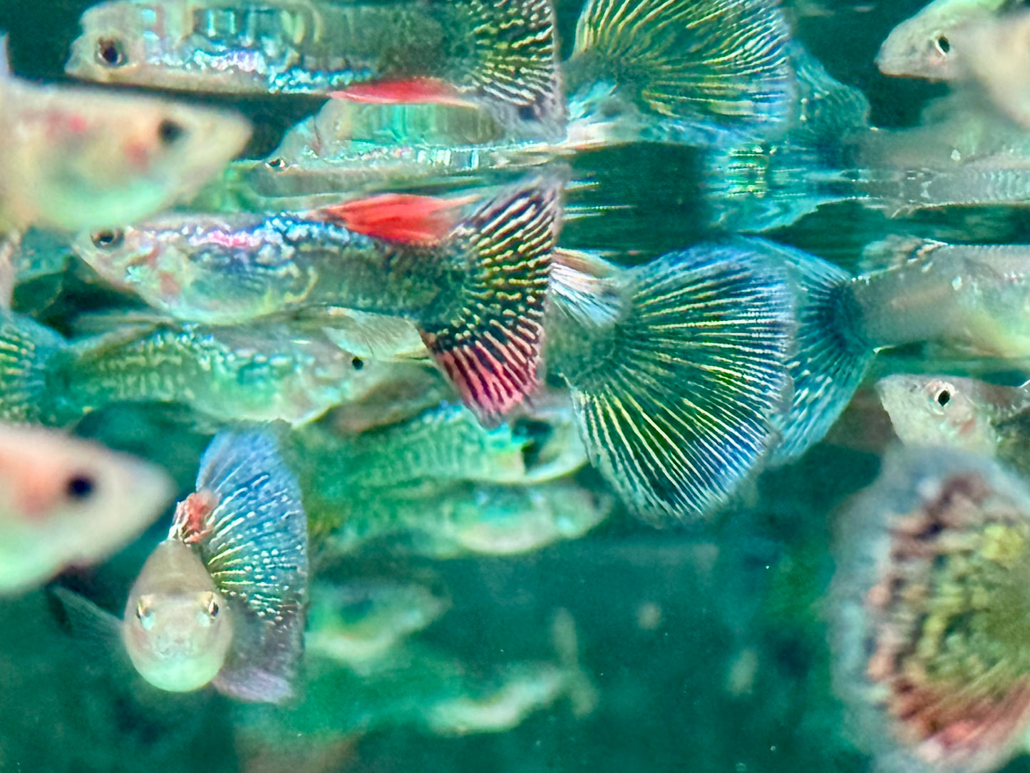 Miracle green Lace Multicolore Guppy Poecilia reticulata Männchen
