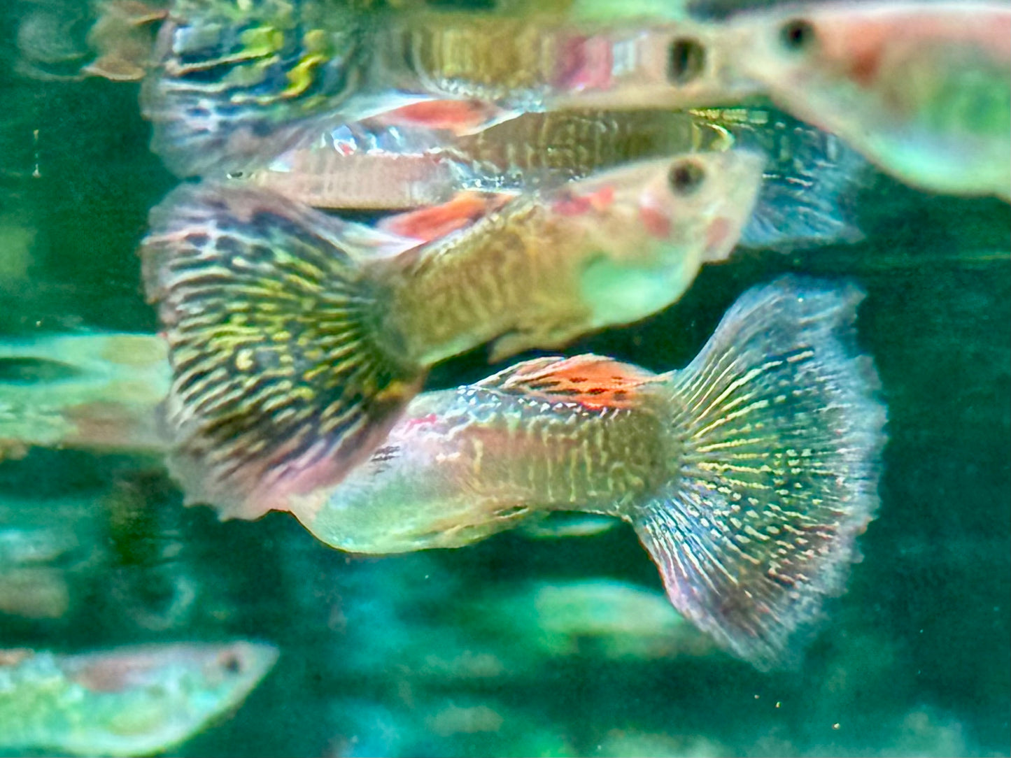 Miracle green Lace Multicolore Guppy Poecilia reticulata Männchen