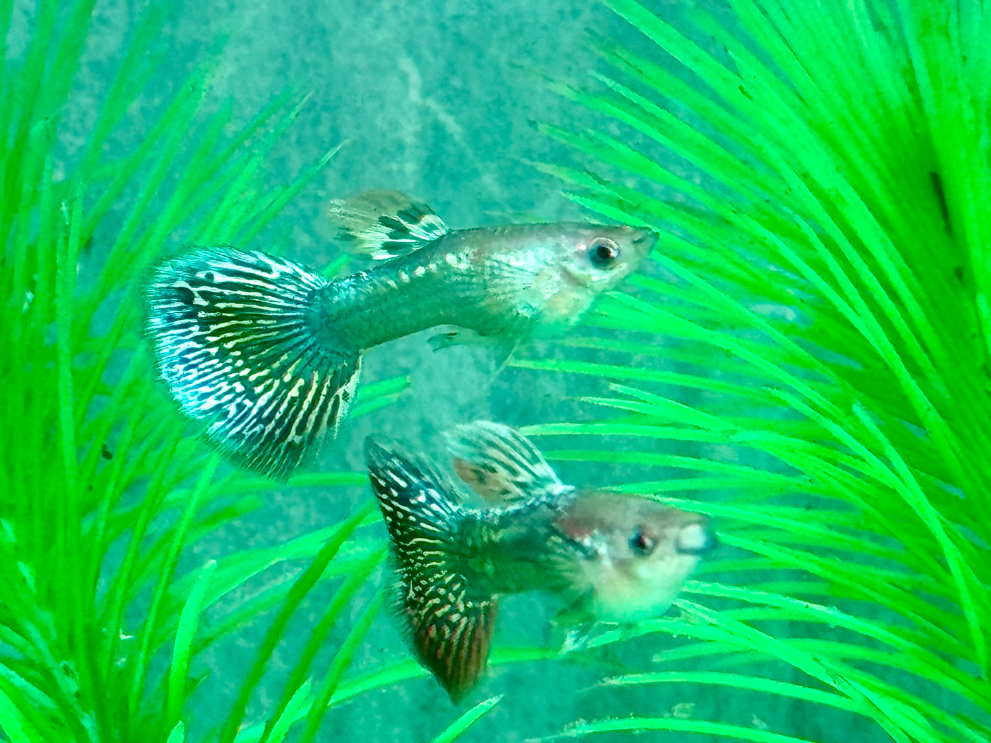 Miracle green Lace Multicolore Guppy Poecilia reticulata Männchen