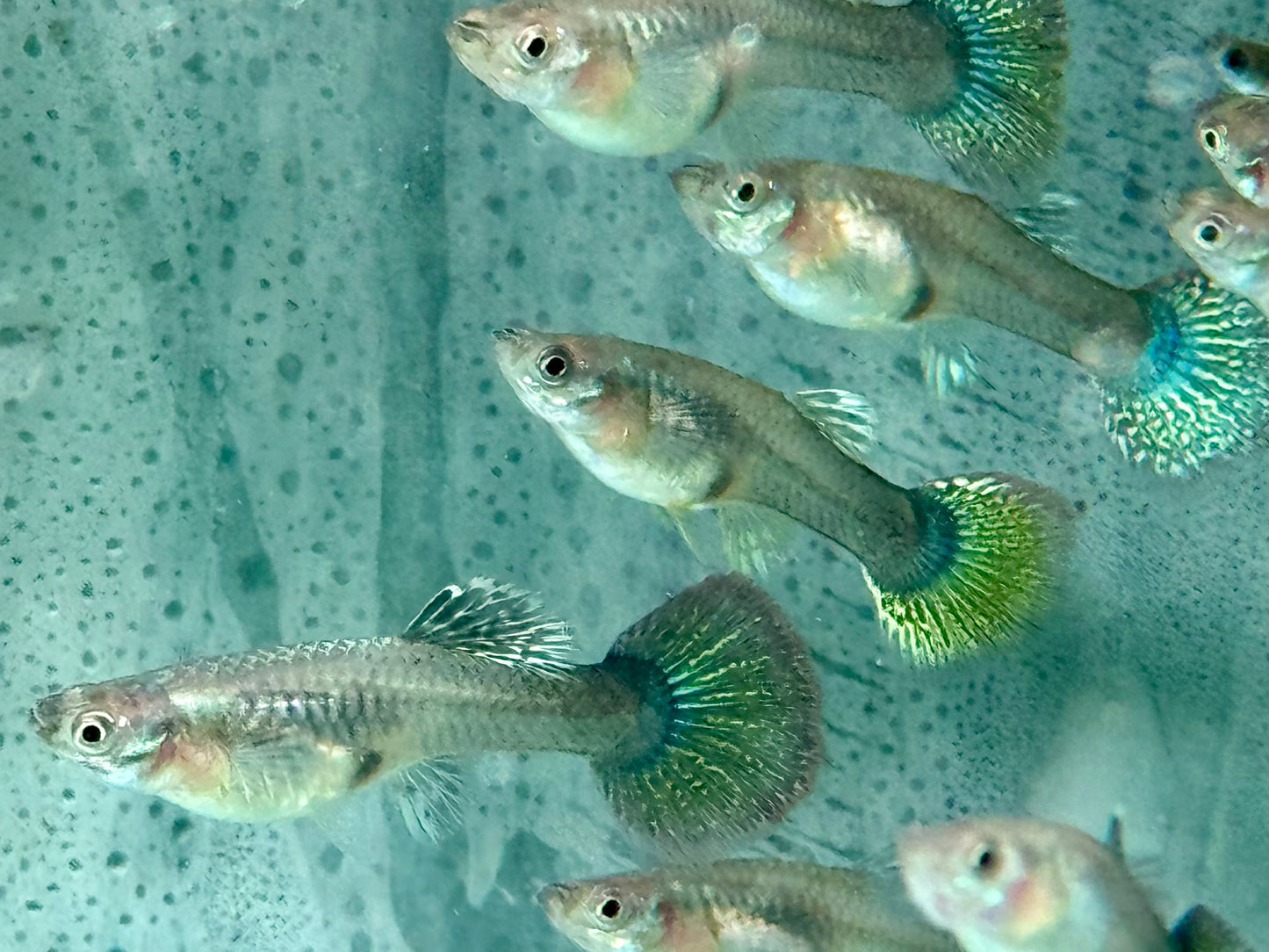 Miracle green Lace Multicolore Guppy Poecilia reticulata Weibchen